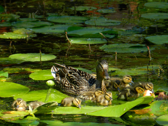 Did you know a duckling could rest on a lily leaf?