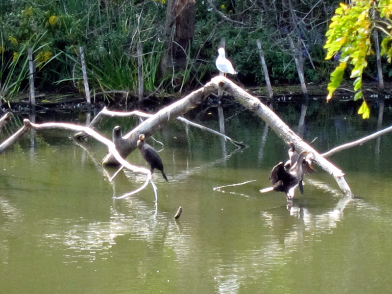 Cormorants with gull at the North Pond (Credit: Celia Place)