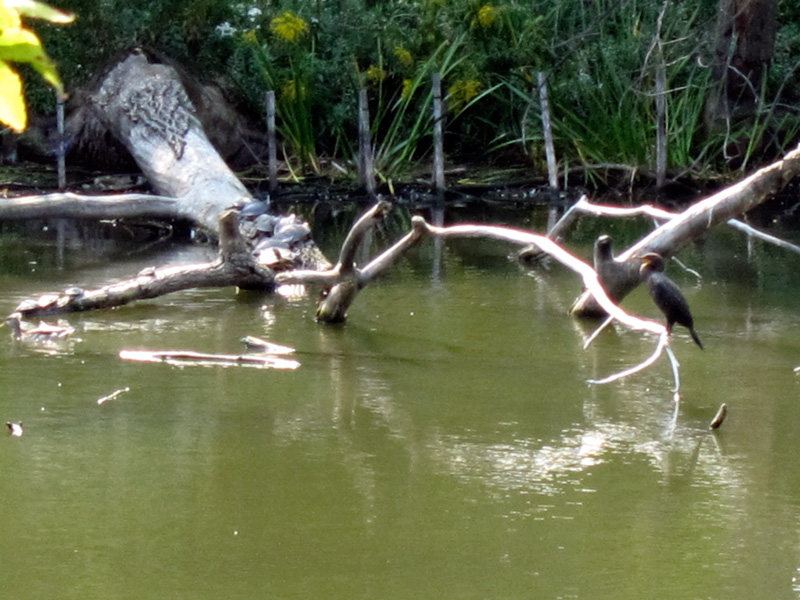 Cormorant & turtles at the North Pond, Chicago (Credit: Celia Place)