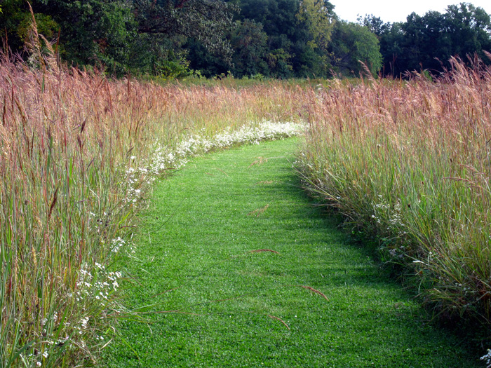 Mown prairie path lined with grasses and flowers.