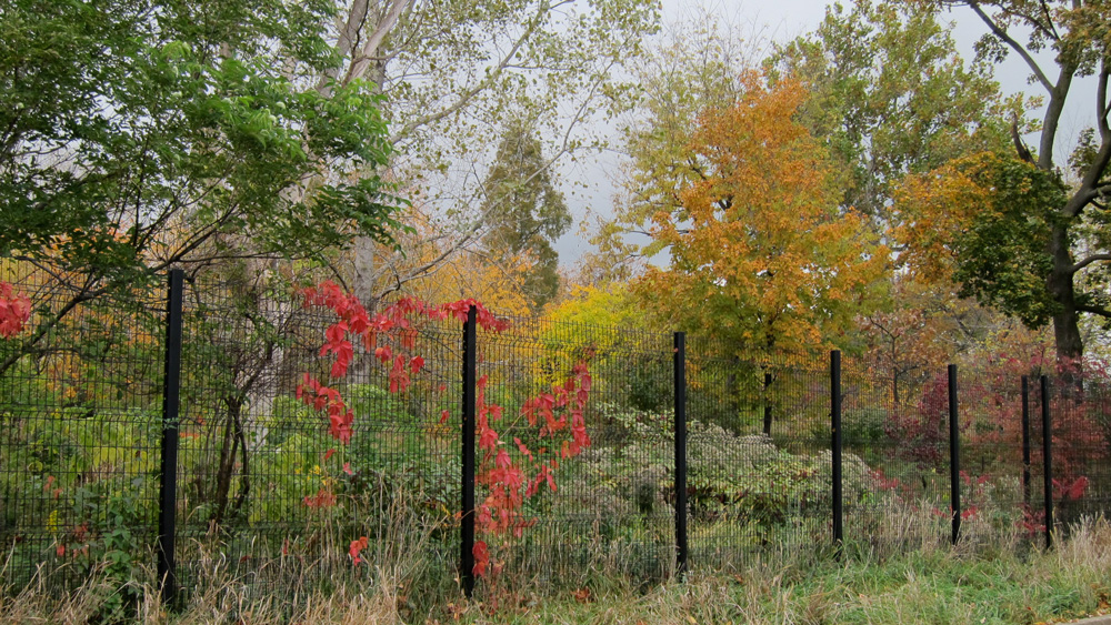 Black fence in autumn (Credit: Celia Her City)