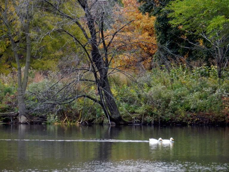 White ducks on the North Pond, October 2012 (Credit: Celia Her City)
