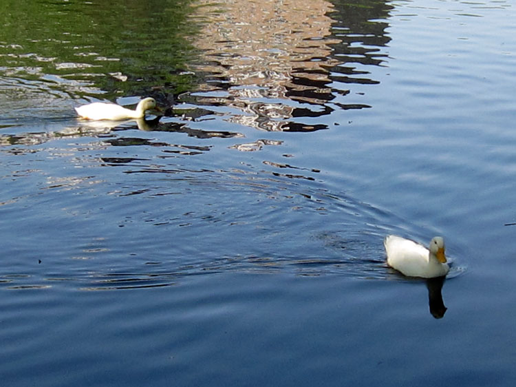 White ducks III (Credit: Celia Her City)