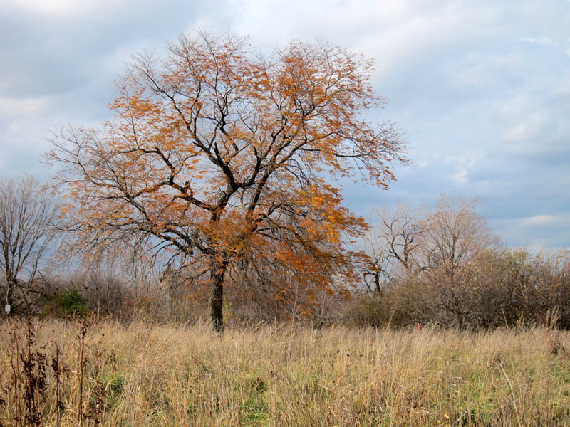 A locust tree in Chicago's Magic Hedge