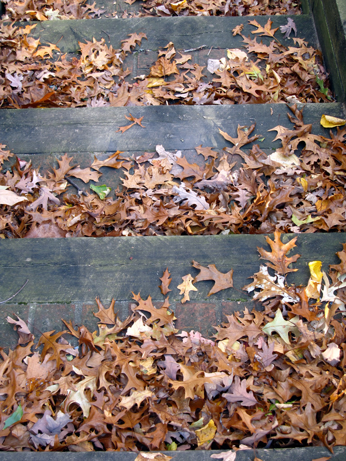Dead leaves congregate in every corner (Credit: Celia Her City)