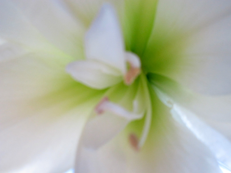 The heart of a flower, © 2013 Celia Her City