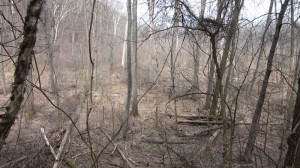 Photograph of a dormant wetland