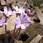 Hepatica, which can be lavender, is a complex flower, © 2013 Celia Her City
