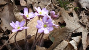 Hepatica, which can be lavender, is a complex flower, © 2013 Celia Her City