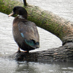 Tail feathers of black duck on North Pond, Chicago, @ 2013 Celia Her City