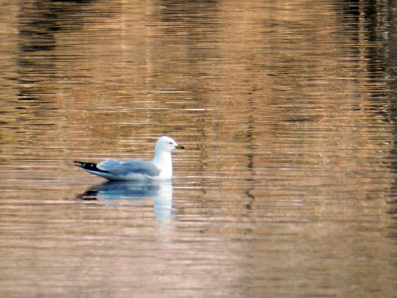 A gull on the evening water of the North Pond © 2013 Celia Her City