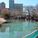 Cynosure (The Kovler Sea Lion Pool at Chicago's Lincoln Park Zoo), © 2013 Celia Her City