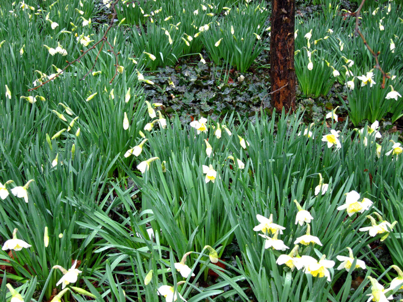 Daffodils, © Celia Her City