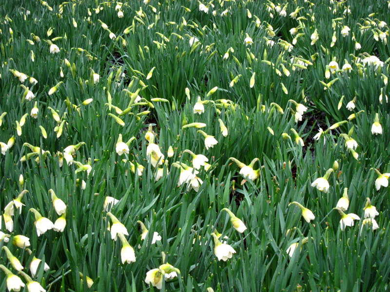 Daffodils, © 2013 Celia Her City
