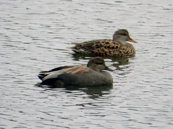 A pair of Gadwall ducks.