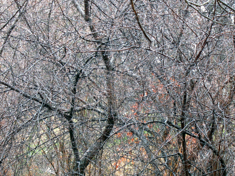Rain-drenched twigs
