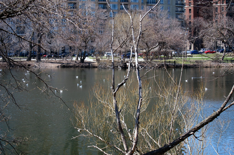 Gulls on the North Pond in Lincoln Park, Chicago © 2013 Celia Her City