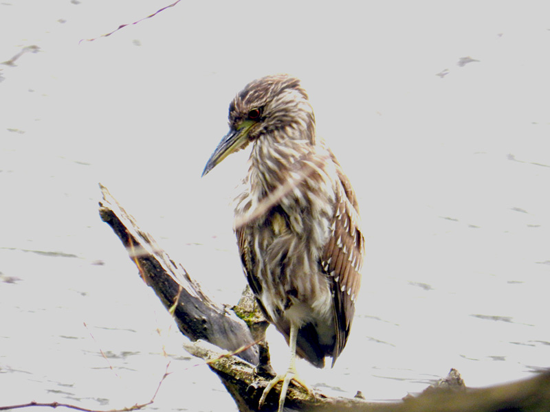 Young heron, North Pond, Chicago, © 2013 Celia Her City