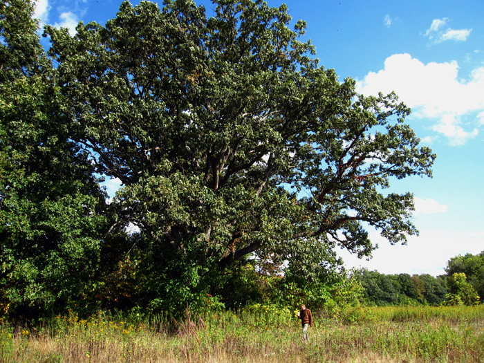 The grandest oak in these parts (Chickaming Prairie, MI). © 2013 Celia Her City.