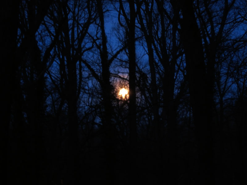 Morning moon in the Michigan woods, © 2013 Celia Her City