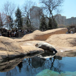 Sea lion sunning at Chicago's Lincoln Park Zoo, © 2013 Celia Her City