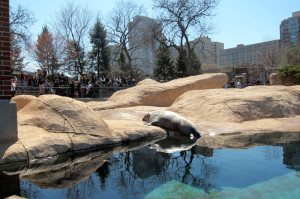 Sea lion sunning at Chicago's Lincoln Park Zoo, © 2013 Celia Her City