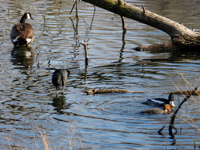 North Pond birds (goose, heron, and ducks) © 2013 Celia Her City