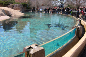 A sea lion swimming at Chicago's Lincoln Park Zoo, © 2013 Celia Her City