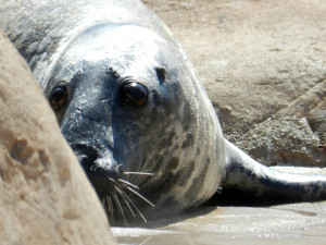 Portrait of a sea lion at the Lincoln Park Zoo, © 2013 Celia Her City