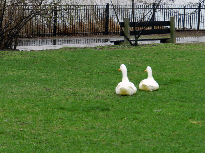 The pair of white ducks sitting together in the grass looking at the pond.