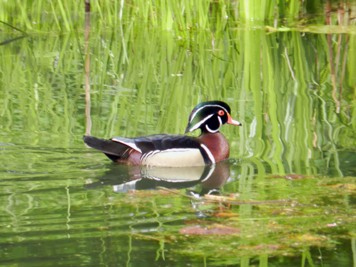 Wood duck, Caldwell Lily Pond, Chicago © 2013 Celia Her City