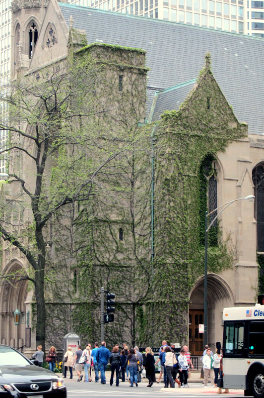 The ivy turns green on the Fourth Presbyterian Church (Chicago), © 2013 Celia Her City