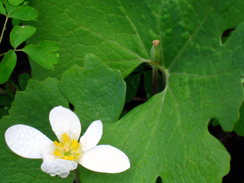 Blood root leaf and flower, © 2013 Celia Her City