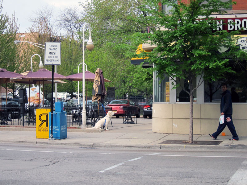 Photograph of a dog waiting for its owner outside Einstein Brothers' Bagels, Chicago