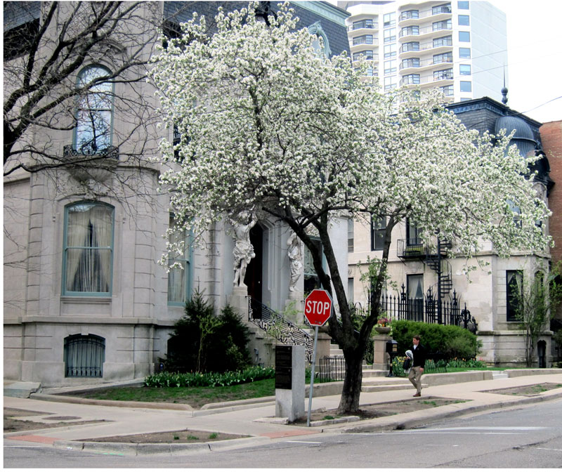Blossoming tree in front of the Francis J Dewes Mansion, Chicago © 2013 Celia Her City