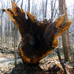Energy: the jagged end of an upended tree in the Warren Woods, MI