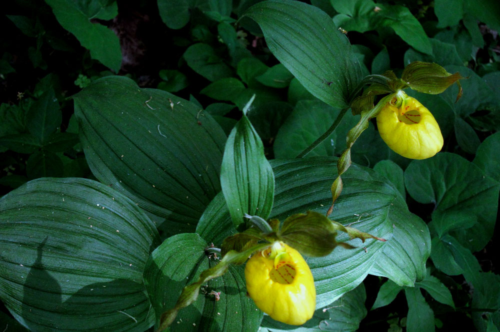 Yellow lady-slipper orchids (Cypripedium calceolus), © 2013 Celia Her City