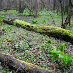 Logs lie undisturbed on the forest floor, © 2013 Celia Her City