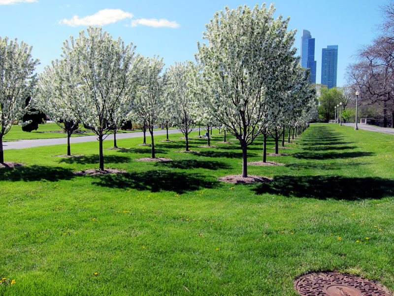  A regiment of flowering trees in Chicago's Grant Park South.