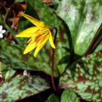 Trout lily in bloom.