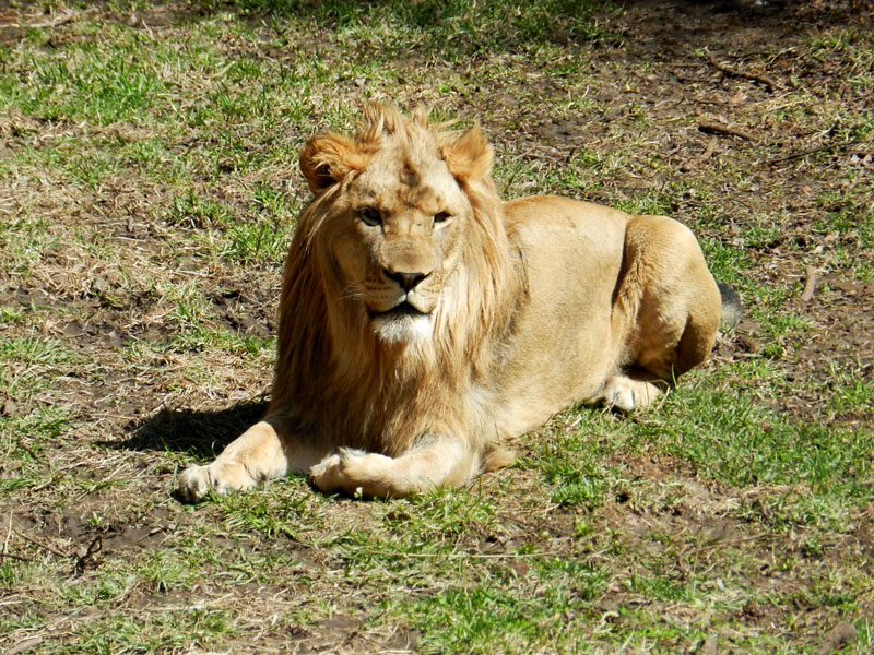 The zoo lion, © 2013 Celia Her City