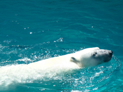 A polar bear swimming at Lincoln Park Zoo, © 2013 Celia Her City