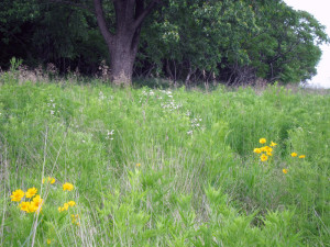 Greeny nature on the edge of the bird sanctuary