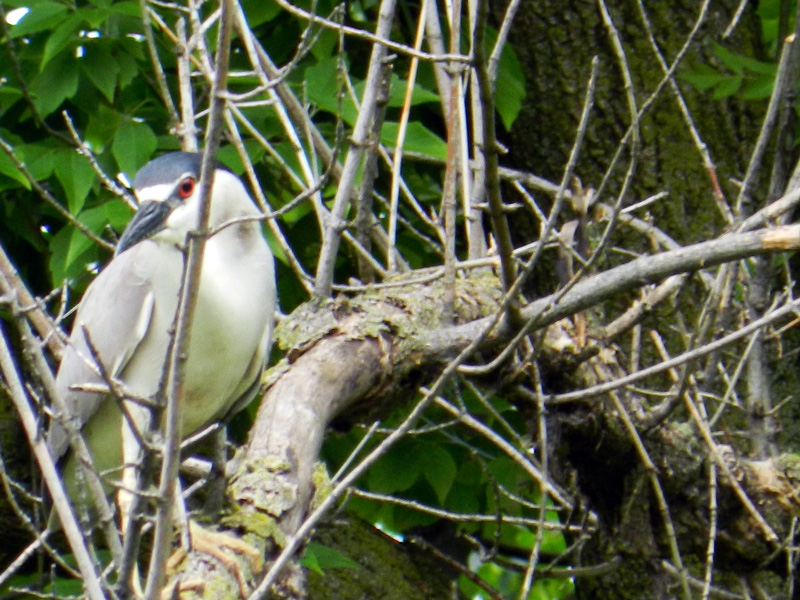 Startled black-crowned night heron high in a tree at the Caldwell Lily Pool, Chicago, © 2013 Celia Her City