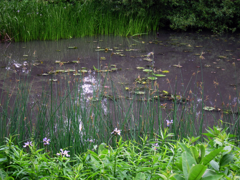 Milky water (Caldwell Lily Pool, Chicago), © 2013 Celia Her City
