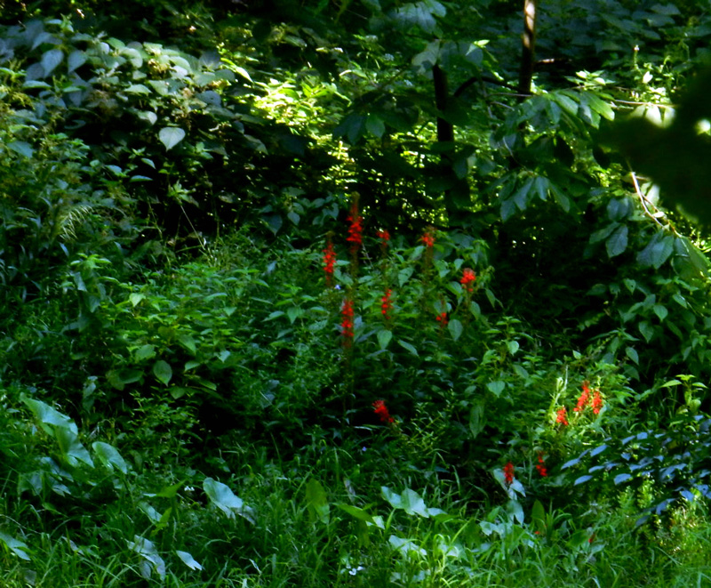 Cardinal flower patch, © 2013 Celia Her City