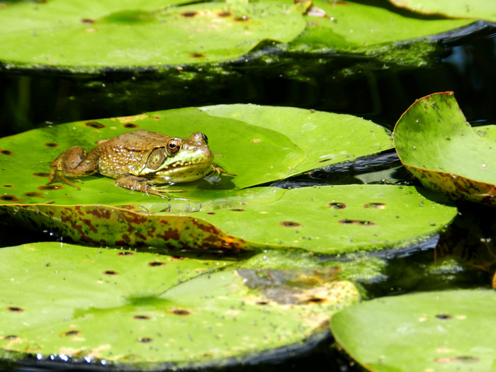 Frog sunning on a water lily pad at Olbrich Botanical Gardens.