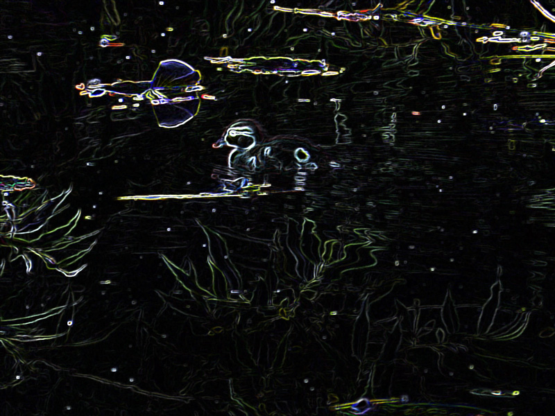 Celestial duck, © 2013 Celia Her City