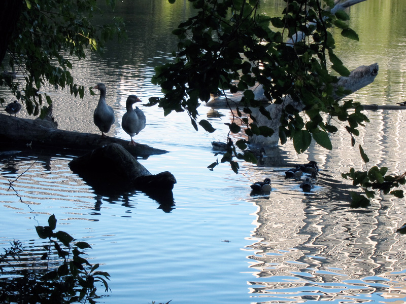 Avian silhouettes (Chicago's North Pond), © 2013 Celia Her City.