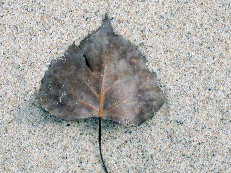 Bed of sand and a leaf, © Celia Her City
